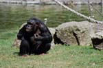Zoo de la Palmyre (17)