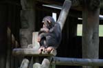 Zoo de la Palmyre (18)