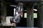 Zoo de la Palmyre (19)