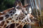 Zoo de la Palmyre (2)