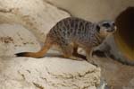 Zoo de la Palmyre (21)