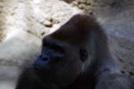 Zoo de la Palmyre (23)