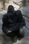 Zoo de la Palmyre (24)