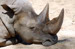 Zoo de la Palmyre (25)