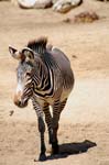 Zoo de la Palmyre (26)