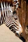 Zoo de la Palmyre (27)