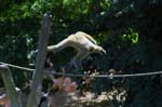 Zoo de la Palmyre (29)
