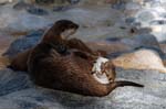 Zoo de la Palmyre (3)