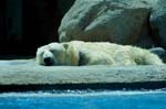 Zoo de la Palmyre (33)