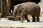 Zoo de la Palmyre (34)