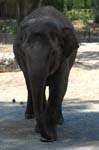 Zoo de la Palmyre (35)