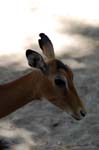 Zoo de la Palmyre (38)