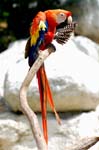 Zoo de la Palmyre (43)