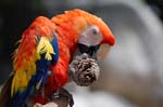 Zoo de la Palmyre (45)