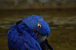 Zoo de la Palmyre (46)