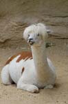 Zoo de la Palmyre (47)