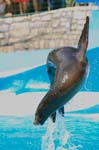 Zoo de la Palmyre (49)