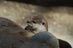 Zoo de la Palmyre (5)