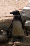 Zoo de la Palmyre (51)