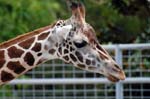 Zoo de la Palmyre (52)