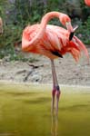 Zoo de la Palmyre (54)