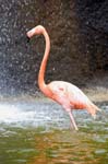 Zoo de la Palmyre (55)