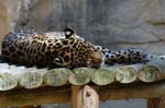 Zoo de la Palmyre (6)