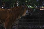 Zoo de la Palmyre (7)